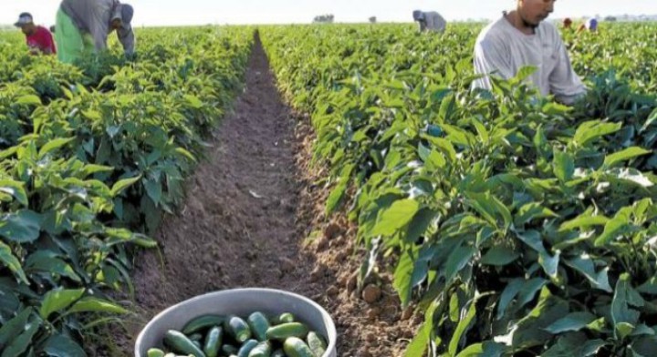 China supera a México en producción de chile