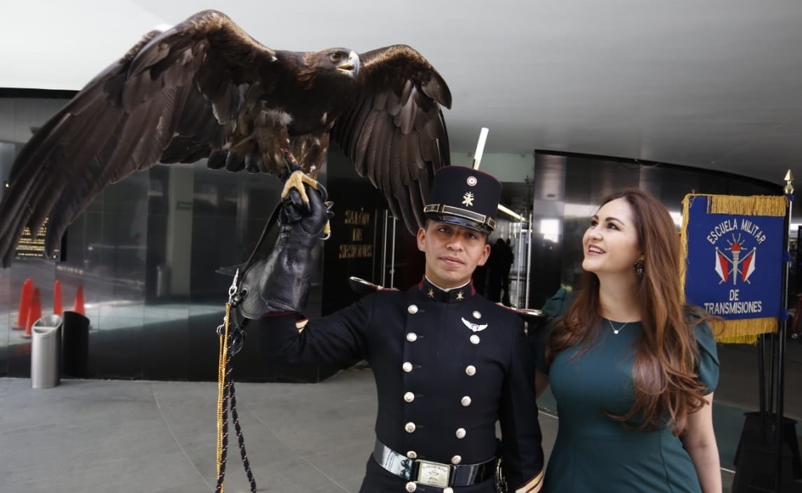 Piden replantear estrategia para cuidado y preservación del águila real en Zacatecas