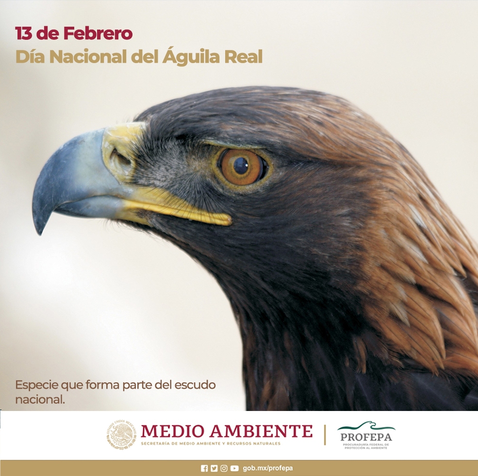 Zacatecas, pionero en investigación y conservación del águila real