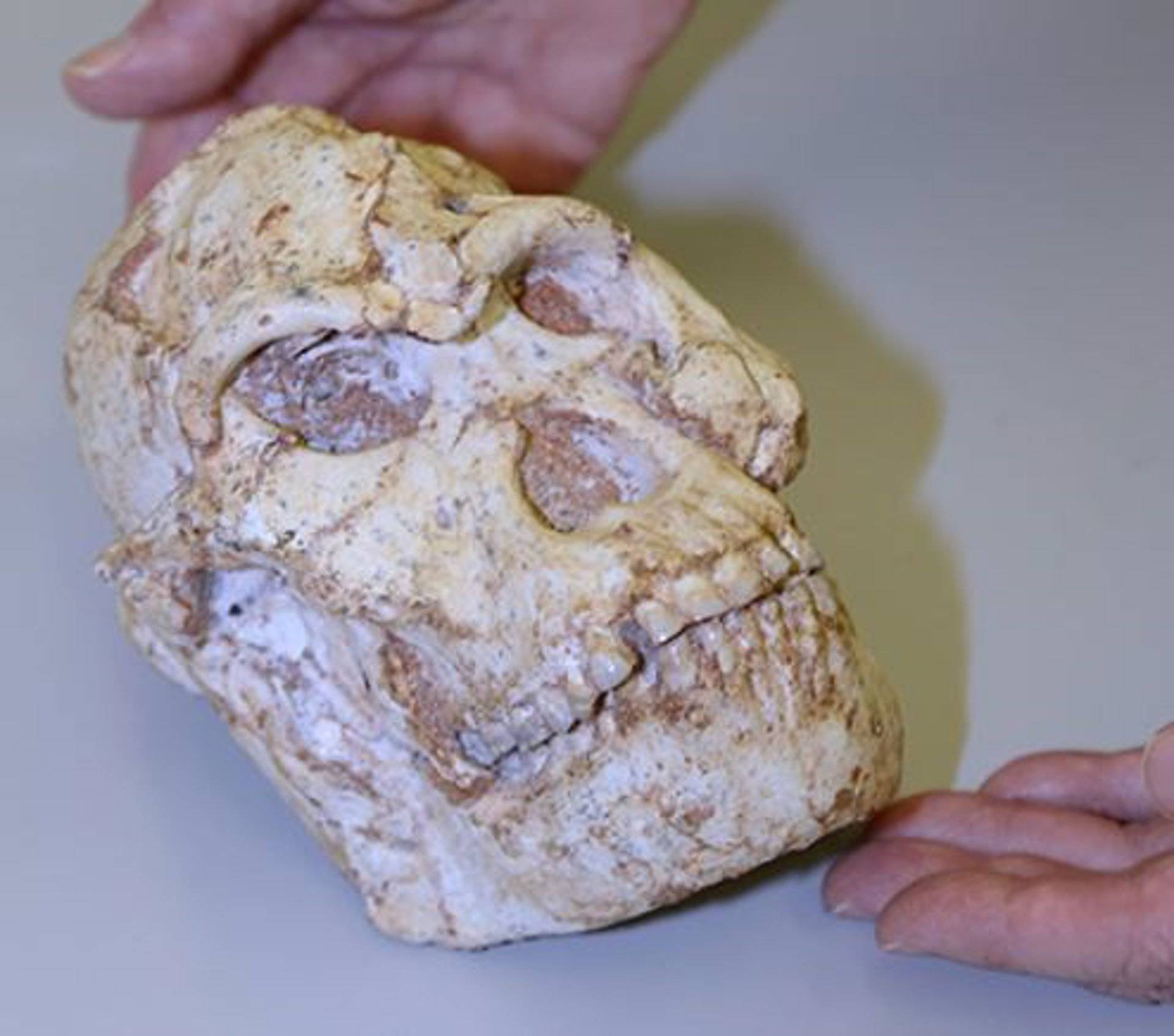Fósil revela secretos intrigantes sobre el origen del humano