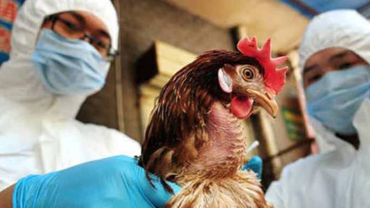 Rusia advierte que la gripe aviar podría mutar y transmitirse entre humanos