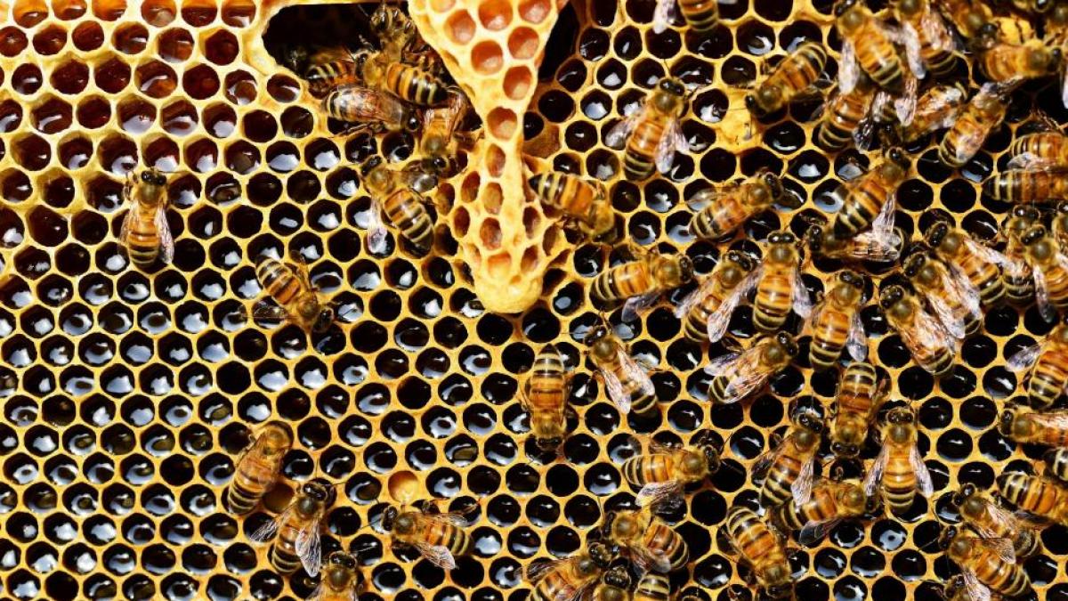 Entrenan a abejas para detectar casos de covid-19