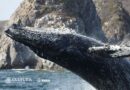 Invitan a ciudadanía a conocer el hábitat de la ballena jorobada
