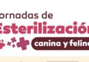 Realizarán jornada de esterilización canina y felina en Guadalupe