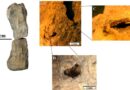 Identifican nuevo rastro fosilizado de insecto que se alimentaba de cadáveres de dinosaurios