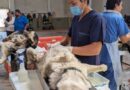 Realizarán esterilizaciones caninas y felinas en Trinidad García de la Cadena, Atolinga y Tepechitlán