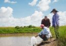 Sembrarán peces en 24 bordos de Guadalupe