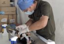 Realizarán jornada de esterilización canina y felina en Tlaltenango, Pinos y General Pánfilo Natera