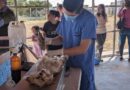 Este jueves, concluye jornada de esterilización canina y felina en municipios