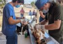 Realizarán brigadas de esterilización canina y felina en Luis Moya, Fresnillo y Jerez