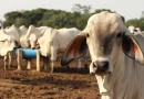 EU amenaza con restringir importación de ganado mexicano por gusano barrenador
