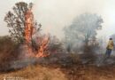 Combaten incendio forestal en Moyahua