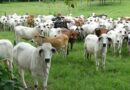 EU invertirá 21 mdd para erradicar el gusano barrenador