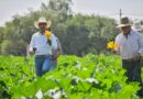 Recorre Pepe Saldívar parcelas de productores beneficiarios del programa concurrencia