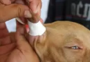 Proponen sancionar hasta con 5 años de cárcel la mutilación animal
