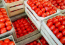 Anuncia EU arancel del 17% al tomate mexicano