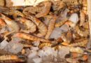 Recomiendan extremar cuidados al comprar mariscos en Semana Santa