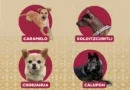 Reconocen al ‘perro Caramelo’ como símbolo canino en México