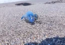 Alertan por presencia del “dragón azul” en playas de Michoacán