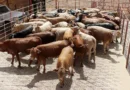 Sader desmiente reapertura de exportación de ganado a Estados Unidos