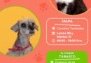Jornada de esterilización canina y felina llegará a Jalpa y Tabasco