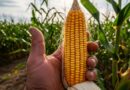 Importaciones de maíz rompen récord al inicio de 2026