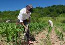 Avalan reformas contra deforestación y explotación laboral en el campo