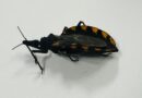 Alertan sobre riesgos y prevención del Chagas