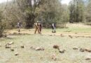 Realizan búsqueda forense en zona serrana de Tepetongo