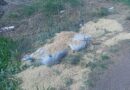 Aseguran más de 200 kilogramos de material explosivo en zona limítrofe con Zacatecas