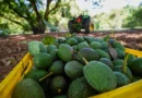 EU reanuda actividades en Michoacán tras refuerzo de seguridad para inspectores de aguacate