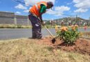 Refuerzan áreas verdes con jornada de reforestación en Calzada Solidaridad