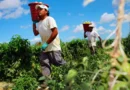 México compra más alimentos al extranjero y reduce su saldo comercial